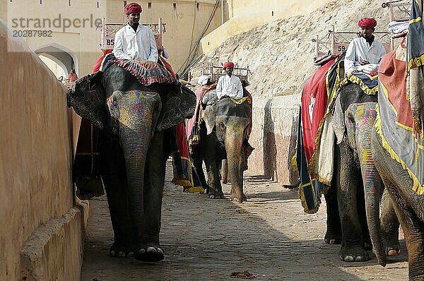 Festung von Amber oder Amber Fort  Jaipur  Elefantenprozession auf der Straße  geschmückt mit traditioneller Dekoration  Jaipur  Rajasthan  Indien  Asien