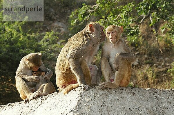 Rhesusaffen (Macaca mulatta) in der Galta Schlucht  Drei Affen auf einem Felsen  wobei einer für das Kind sorgt  symbolisieren familiäre Fürsorge  Jaipur  Rajasthan  Indien  Asien