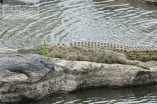 Nilkrokodil (Crocodylus niloticus)  erwachsen  schlafend am felsigen Ufer des Sabie Flusses  Krüger Nationalpark  Südafrika