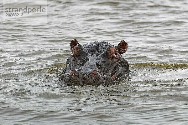 Nilpferd (Hippopotamus amphibius)  erwachsenes Tier im Wasser  Blick in die Kamera  Nahaufnahme des Kopfes  Sunset Dam  Kruger National Park  Südafrika