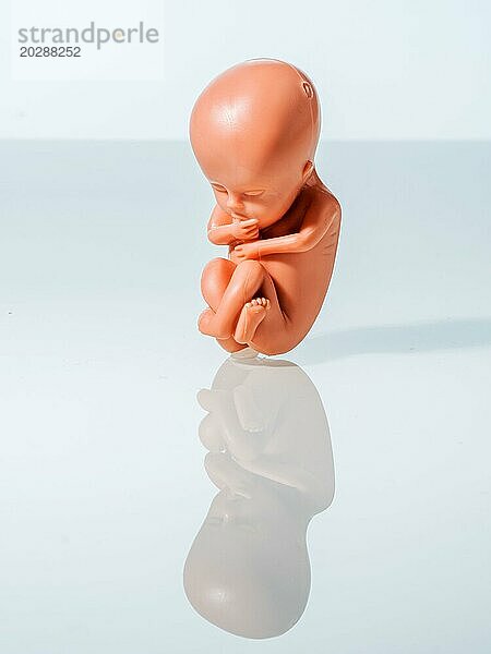 Ein 12-Wochen alter Emybro aus Plastik. Modell für Schwangerschaft  Abtreibung und Verhütung. Schutz von ungeborenem Leben