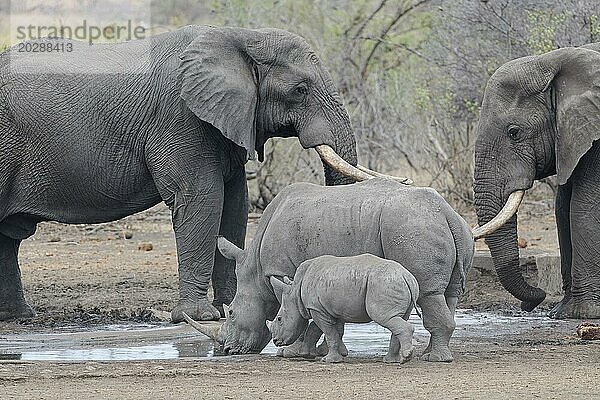 Afrikanische Elefanten (Loxodonta africana)  erwachsene Männchen  mit Südlichen Breitmaulnashörnern (Ceratotherium simum simum)  erwachsenes Weibchen mit jungem Nashorn  beim gemeinsamen Trinken am Wasserloch  Krüger Nationalpark  Südafrika