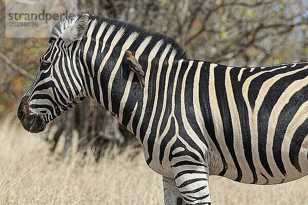 Burchell Zebra (Equus quagga burchellii)  erwachsenes Männchen im trockenen Gras stehend  mit Rotschnabel Madenhacker (Buphagus erythrorynchus)  der sich auf seinem Hals ausruht  Krüger Nationalpark  Südafrika