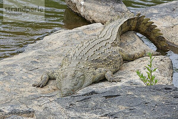 Nilkrokodil (Crocodylus niloticus)  erwachsen  schlafend am felsigen Ufer des Sabie Flusses  Krüger Nationalpark  Südafrika