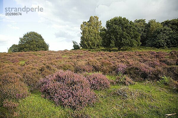 Flache Tiefe des Feldes Heidekrautpflanzen Heideland  Shottisham  Suffolk  England  UK