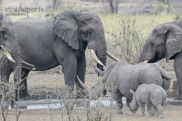 Afrikanische Elefanten (Loxodonta africana)  erwachsene Männchen trinken am Wasserloch  während südliche Breitmaulnashörner (Ceratotherium simum simum)  erwachsenes Weibchen mit jungem Nashorn zurückweichen  Krüger Nationalpark  Südafrika