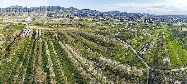 Frühling im Ortenaukreis  blühende Obstwiesen  Drohnenfoto  Panoramafoto  Sasbach  Baden-Württemberg  Deutschland  Europa
