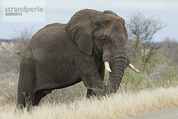 Afrikanischer Elefant (Loxodonta africana)  erwachsenes Männchen neben der geteerten Straße stehend  an Büschen fressend  Krüger Nationalpark  Südafrika
