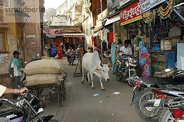 Eine belebte Straße mit einer Kuh  Menschen  Motorrädern und Geschäften am Straßenrand  Udaipur  Rajasthan  Nordindien  Indien  Asien