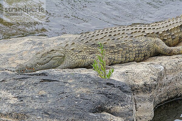 Nilkrokodil (Crocodylus niloticus)  erwachsen  schlafend am felsigen Ufer des Sabie Flusses  Krüger Nationalpark  Südafrika