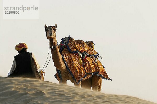 Ein Kamel mit bunter Ausrüstung und ein Mensch mit Turban durchqueren eine Wüstenlandschaft  Wüste Kuri  Rajasthan  Indien  Asien