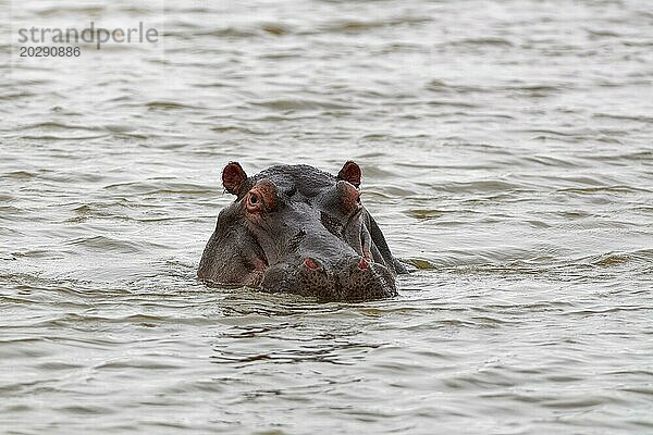Nilpferd (Hippopotamus amphibius)  erwachsenes Tier im Wasser  Blick in die Kamera  Nahaufnahme des Kopfes  Sunset Dam  Kruger National Park  Südafrika