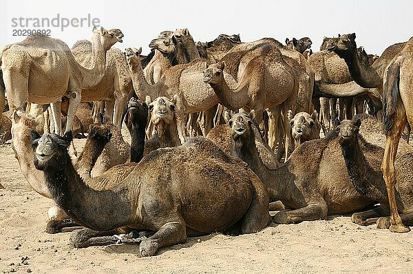 Kamelmarkt  Jahrmarkt  Menschen  Hochzeitsmarkt  Tiere  Wüstenstadt Pushkar  (Pushkar Camal Fair)  Gruppe von Kamelen steht und entspannt sich in einer sandigen Wüste  Rajasthan  Nordindien  Indien  Asien