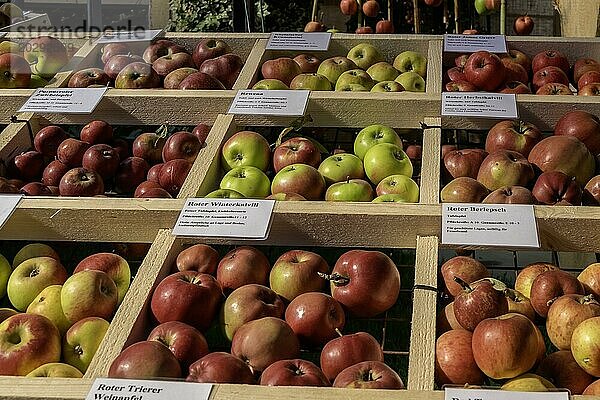 Präsentation verschiedener Apfelsorten  Rheinland-Pfalz  Deutschland  Europa