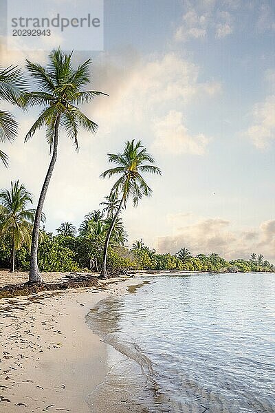Romantischer karibischer Sandstrand mit Palmen  türkisfarbenes Meer. Morgenlandschaft Schuss bei Sonnenaufgang in Plage de Bois Jolan  Guadeloupe  Französische Antillen  Nordamerika