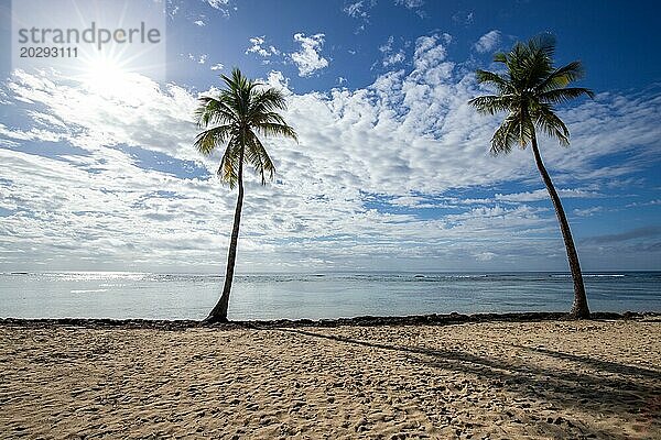 Romantischer karibischer Sandstrand mit Palmen  türkisfarbenes Meer. Morgenlandschaft Schuss bei Sonnenaufgang in Plage de Bois Jolan  Guadeloupe  Französische Antillen  Nordamerika