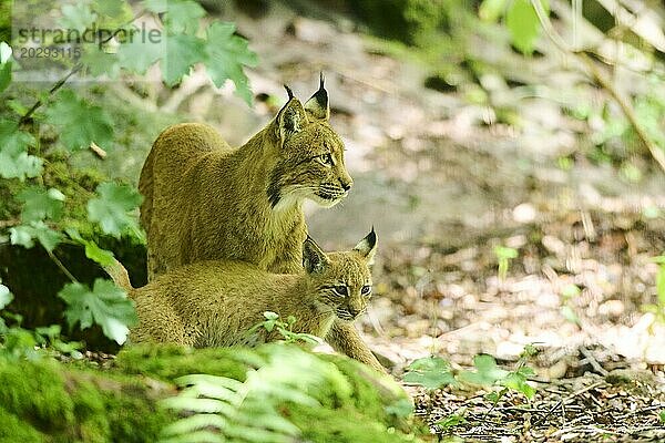 Europäischer Luchs (Lynx lynx)  Mutter mit ihren Jungen im Wald  Bayern  Deutschland  Europa