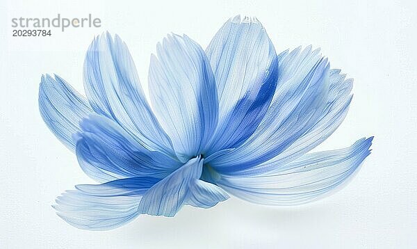 Ein hellblauer Pinselstrich  der ein Kamillenblütenblatt bildet. Kamille Blume auf weißem Hintergrund gemalt AI generiert  KI generiert