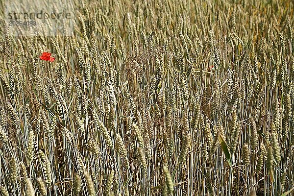 Einsamer Klatschmohn in einem Weizenfeld