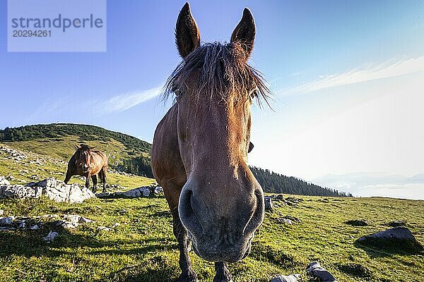Pferd blickt neugierig  Kopf  Porträt  Almwiese  Simetsberg  Bayerische Alpen  Bayern  Deutschland  Europa