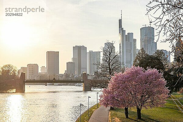 Romantische Kirschblüten  Mandelblüten am Fluss  mit Blick auf die Skyline am Abend bei Sonnenuntergang. Finanzviertel mit viel Natur in Frankfurt am Main  Hessen  Deutschland  Europa
