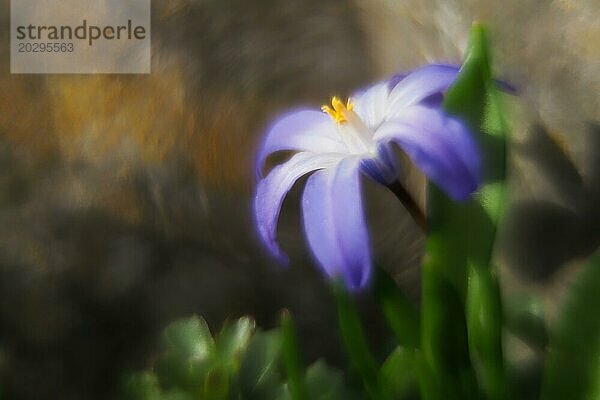 Nahaufnahme einer lila Blüte  Zweiblättriger Blaustern (Scilla bifolia) mit unscharfem Hintergrund  Hessen  Deutschland  Europa