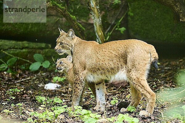 Europäischer Luchs (Lynx lynx)  Mutter mit ihren Jungen im Wald  Bayern  Deutschland  Europa