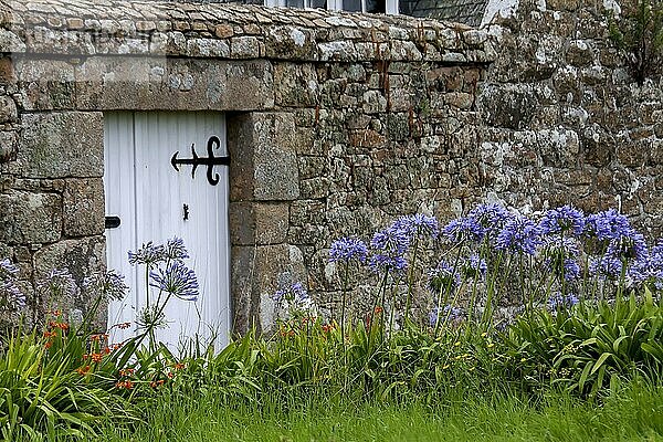 Schmucklilien (Agapanthus) vor einer Gartenmauer aus Granitsteinen  Ile de Brehat  Bretagne  Frankreich  Europa