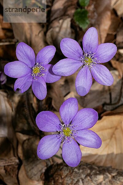 Leberblümchen drei blaue Blüten vor braunen Blättern