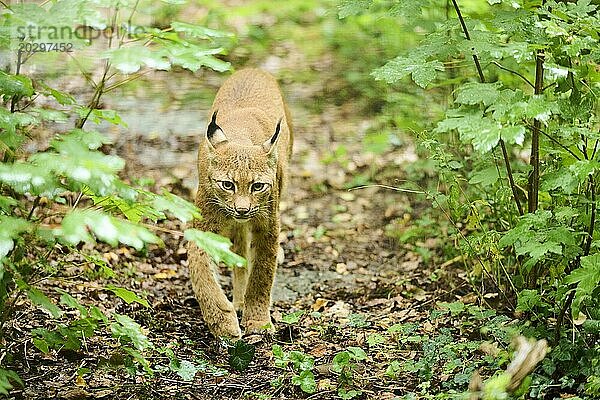 Europäischer Luchs (Lynx lynx) beim Spaziergang durch einen Wald  Bayern  Deutschland  Europa