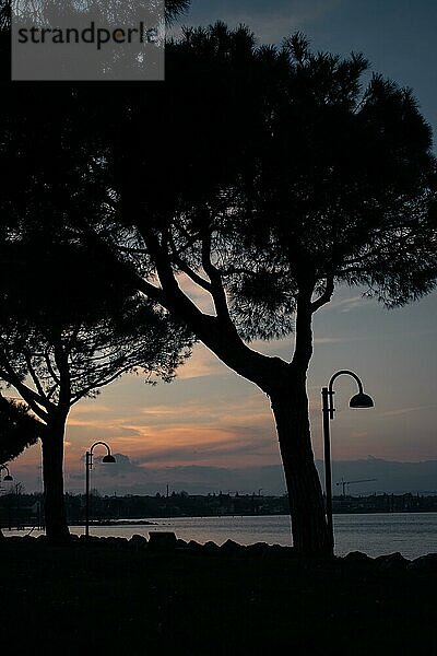 Silhouetten von Bäumen und Straßenlaternen vor einem Sonnenuntergangshimmel  Sirmione  Gardasee  Italien  Europa