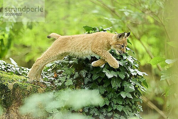 Europäischer Luchs (Lynx lynx)  Jungtier  das von einem Felsen im Wald springt  Bayern  Deutschland  Europa