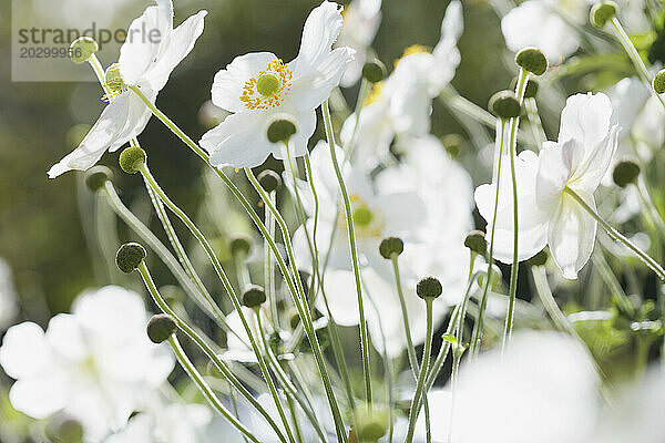 Weiße Holzanemonenblüten