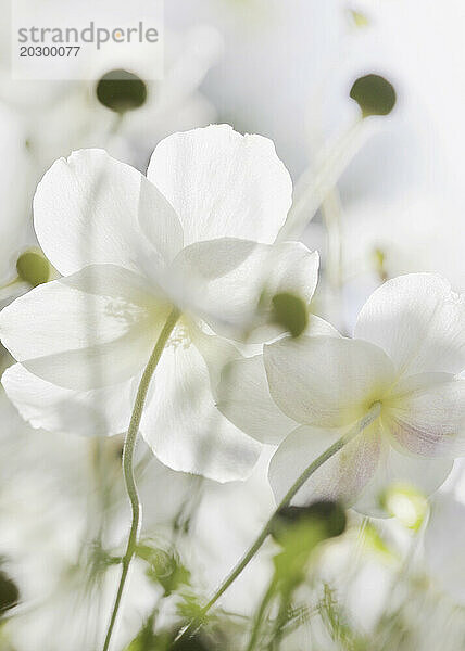 Weiße Holzanemonenblüten