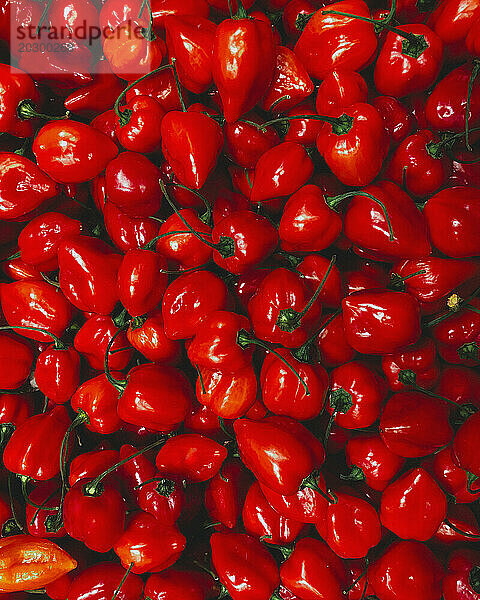 Vollformatansicht von oben  Fülle leuchtender  glänzender roter Paprika
