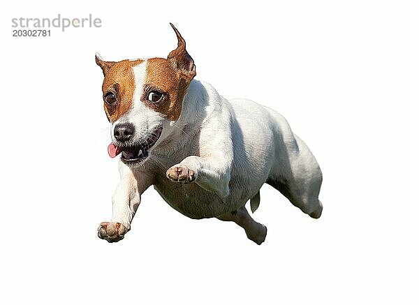 Happy Jack Russell Terrier Welpe Hund fliegen in die Luft vor weißem Hintergrund