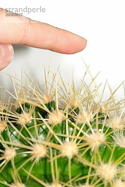 Ein menschlicher Finger nähert sich den langen  spitzen Stacheln eines grünen Kaktus  Igel-Kaktus  Igelkaktus  Hedgehog cactus (Echinocereus)  Säulen-Kaktus  Säulenkaktus  weißer Hintergrund  Symbolbild für Gefahr  Risiko  Schmerz  Verletzung  Vorsicht  Warnung  Bedrohung  riskant  Verbot  Warnung  Aufmerksamkeit  Wagnis  Mut  Wachsamkeit  Versicherung  Deutschland  Europa