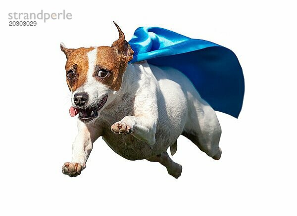 Glücklich fliegenden Jack Russell Terrier Welpen Hund mit blaün Umhang fliegen in die Luft. transparent PNG