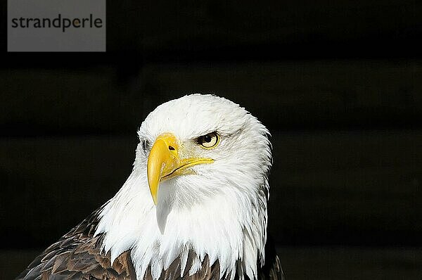 Weißkopfseeadler  Haliaeetus leucocephalus  Frontalansicht eines Weißkopfseeadlers auf schwarzem Hintergrund  wirkungsvoller Blick  Captive  Kloster Fürstenfeld  Fürstenfeldbruck  Bayern  Deutschland  Europa