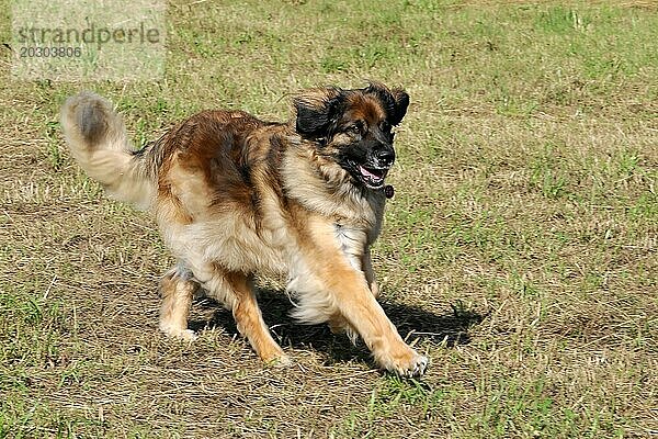 Leonberger Hund in Bewegung auf einer Wiese  erscheint beim Spielen fröhlich  Leonberger Hund  Schwäbisch Gmünd  Baden-Württemberg  Deutschland  Europa