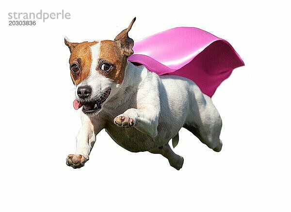 Glücklich fliegenden Jack Russell Terrier Welpen Hund mit rosa Umhang fliegen in die Luft. transparent PNG