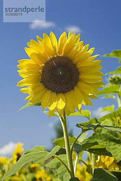 Nahaufnahme einer gelben Helianthus annuus  Sonnenblume vor blauem Himmel im Sommer  Quebec  Kanada  Nordamerika