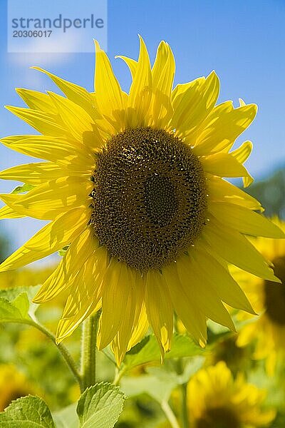 Nahaufnahme einer gelben Helianthus annuus  Sonnenblume vor blauem Himmel im Sommer  Quebec  Kanada  Nordamerika