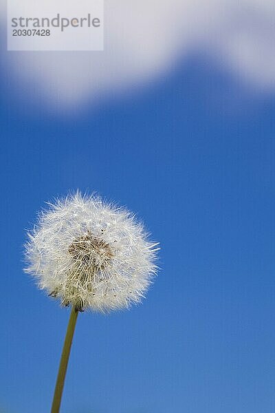 Nahaufnahme des weißen und flauschigen Samenkopfes der Löwenzahnblüte (Taraxacum officinale) vor einem blauen Himmel im Frühling  Quebec  Kanada  Nordamerika