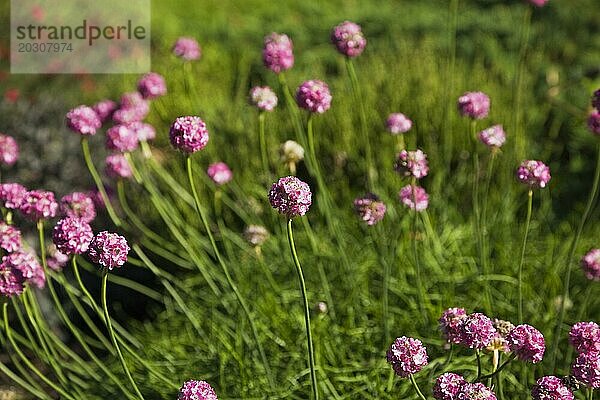 Nahaufnahme der mehrjährigen rosafarbenen Blüten von Armeria maritima  Sea Thrift im Frühling  Quebec  Kanada  Nordamerika