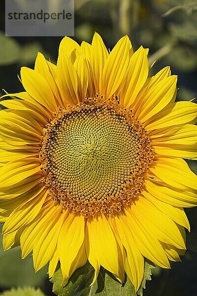 Nahaufnahme einer gelben Helianthus annuus  Sonnenblume im Sommer  Quebec  Kanada  Nordamerika