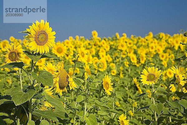 Gelbe Helianthus annuus  Sonnenblumen auf einem Feld im Sommer  Quebec  Kanada  Nordamerika