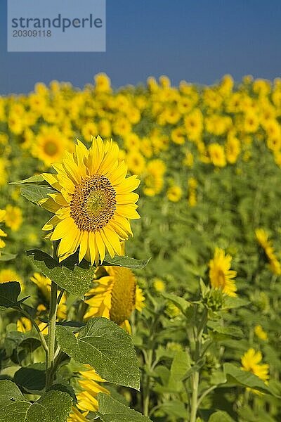 Gelbe Helianthus annuus  Sonnenblumen auf einem Feld im Sommer  Quebec  Kanada  Nordamerika