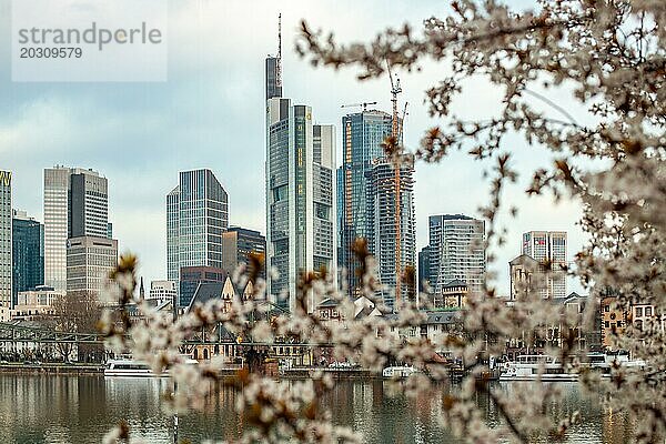 Kirschblüten an einem Flussufer mitten in einer Großstadt. Frühling mit Blick auf die Skyline des Bankenviertels und die Hochhäuser Frankfurts  Hessen