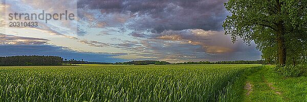 Landschaftsfoto eines Getreidefeld mit danebenliegenden Feldweg im Abendlicht  Abendstimmung  Landschaftsaufnahme  Landschaftsfoto  Schneeren  Neustadt am Rübenberge  Niedersachsen  Deutschland  Europa